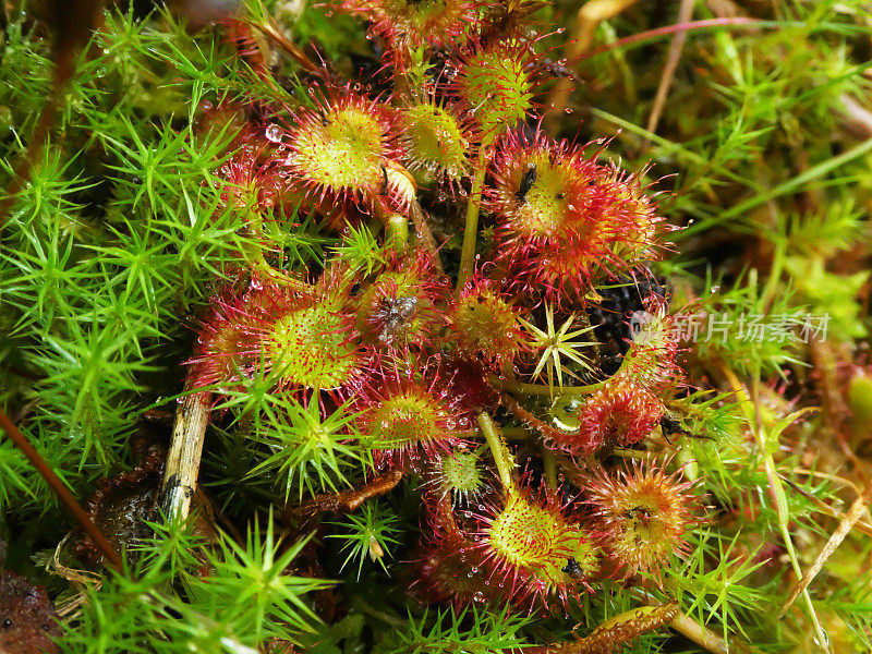 紫菜(Drosera rotundifolia)